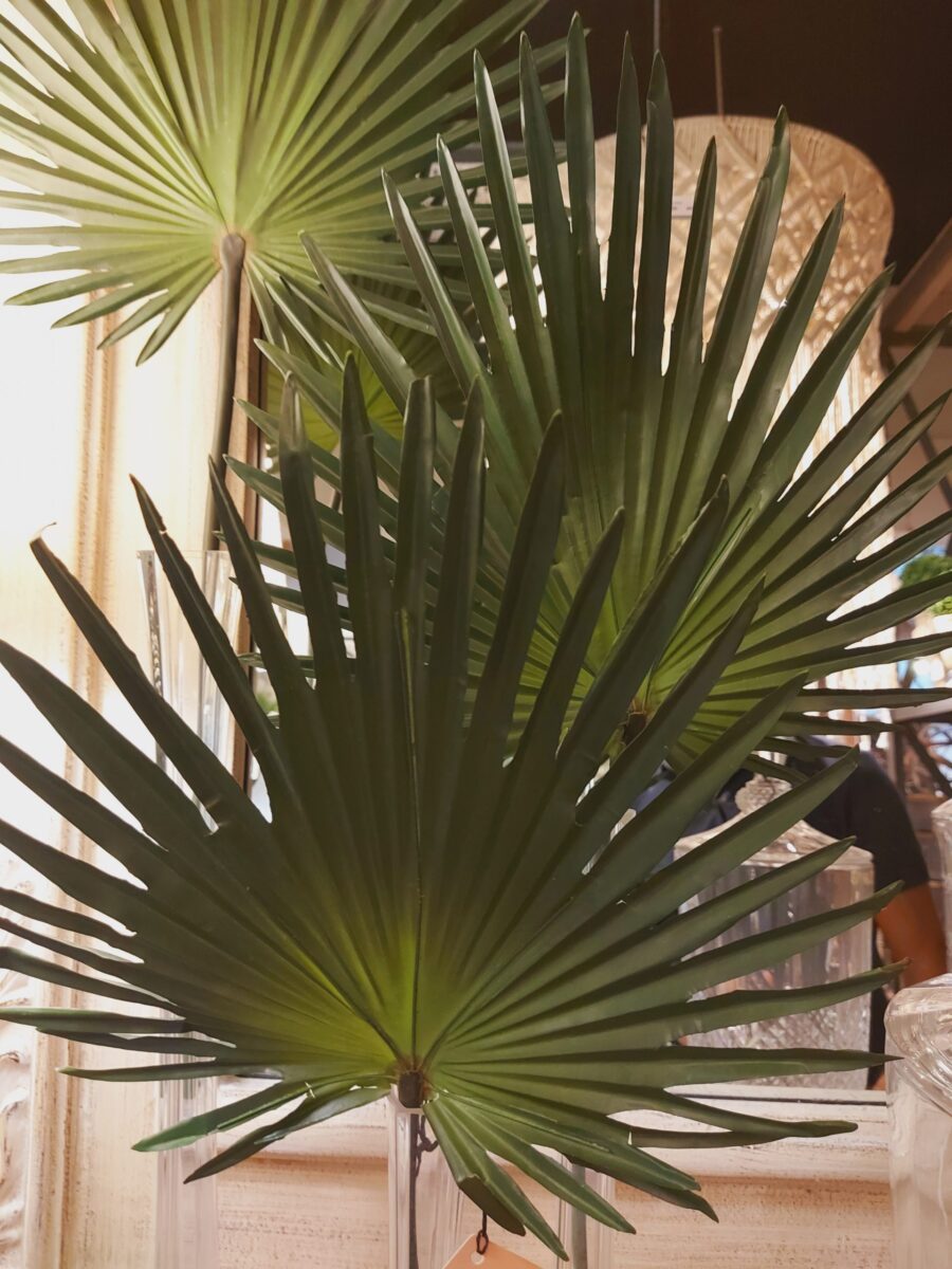 Hoja Abanico