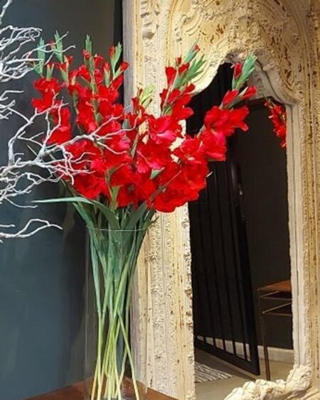 Vara de Gladiolo Rojo
