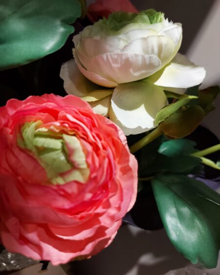 Vara Ranunculus Rosa Clara