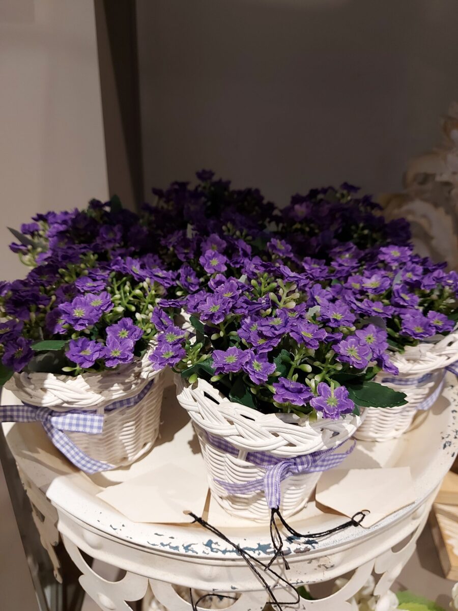 Aleli Violeta con Mo?o
