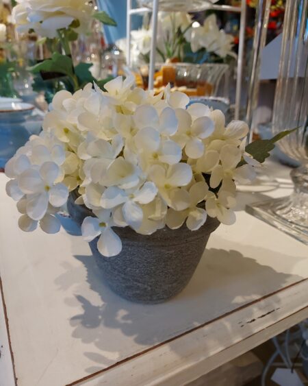 Maceta con Hortensia
