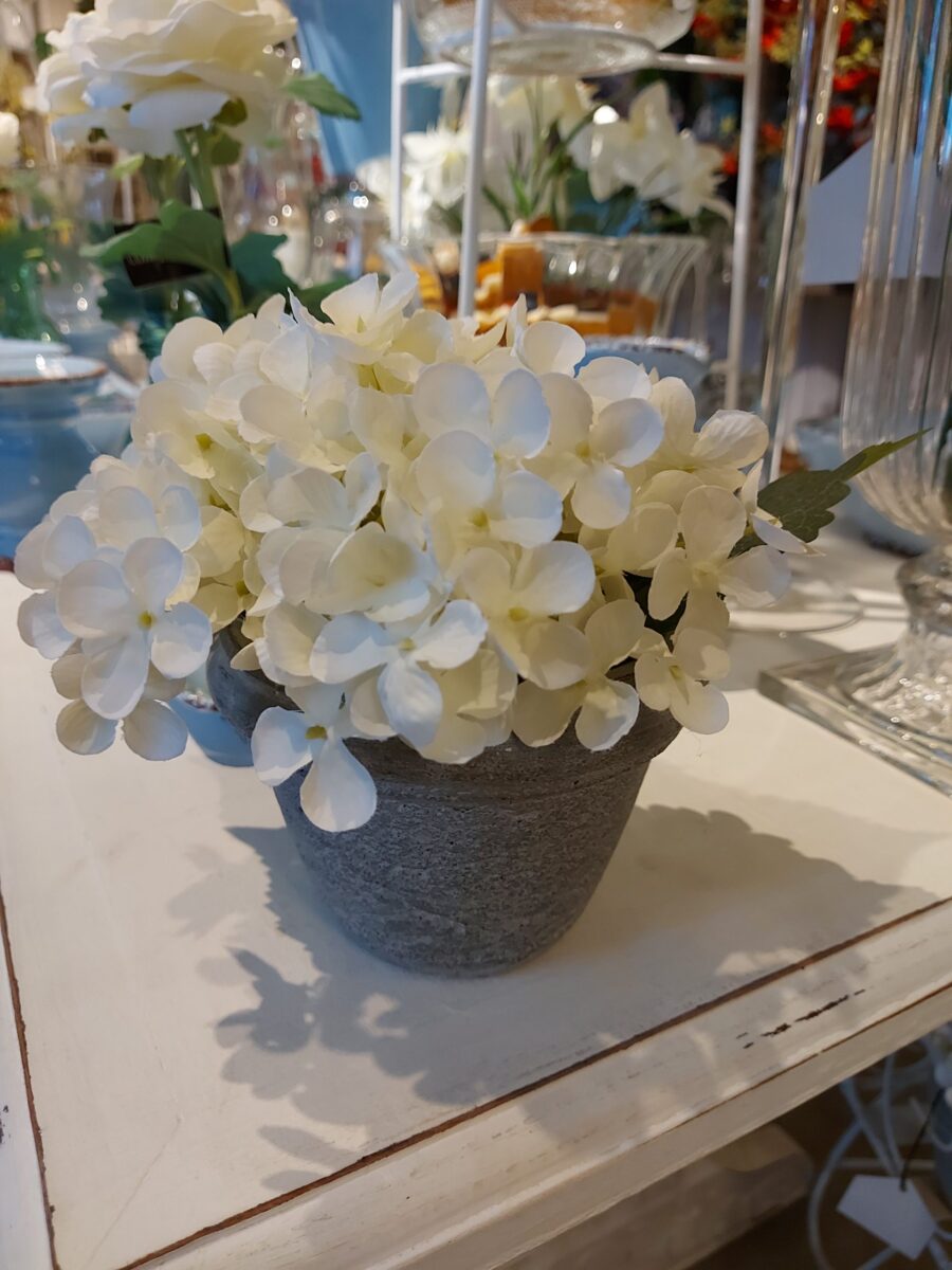 Maceta con Hortensia