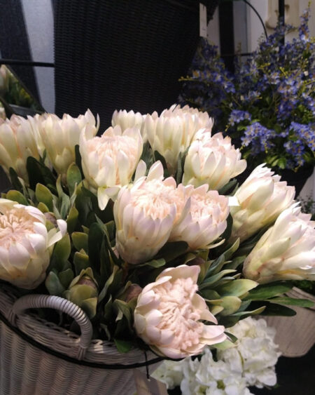 Vara Protea Blanco