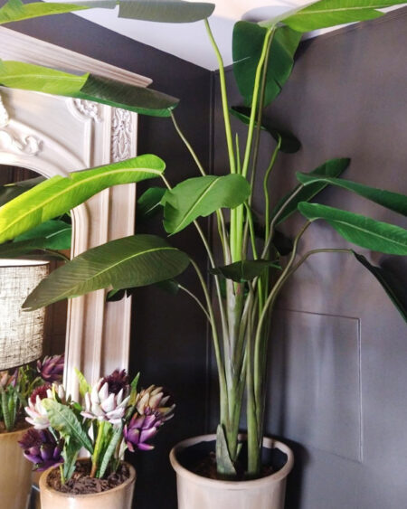 Planta Bananero Grande