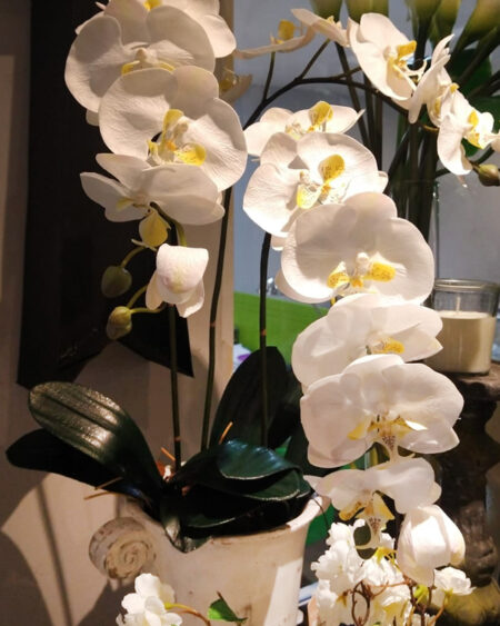 Orquidea