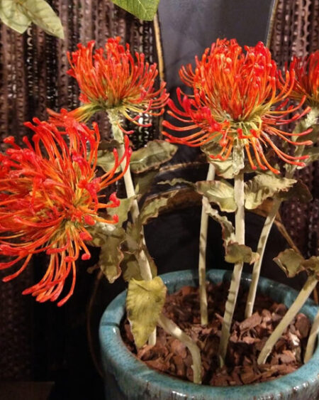 Protea Naranja
