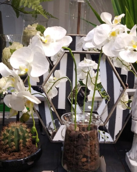 Vara de Orquidea