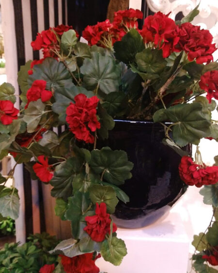 Arbusto Colgante de Geranio
