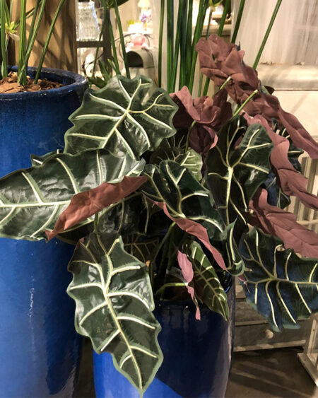 Hojas de Alocasia