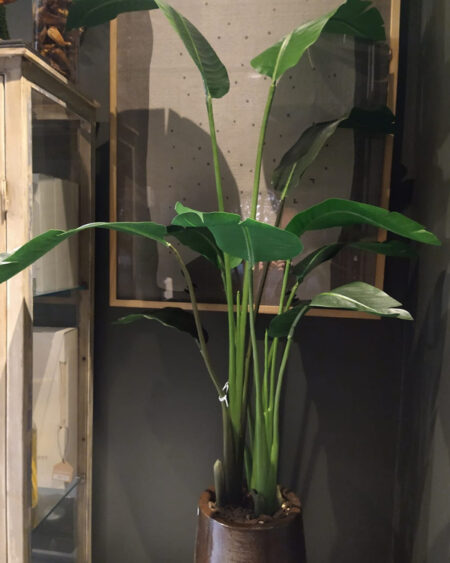 Planta Bananero Chico
