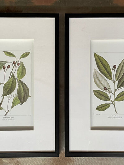 Set x 2 de Cuadros Botanico