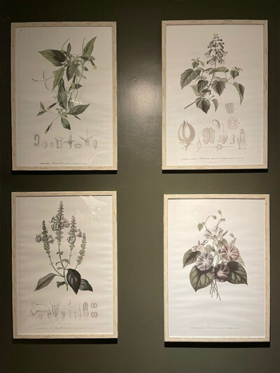 Set x 4 cuadros botanicos