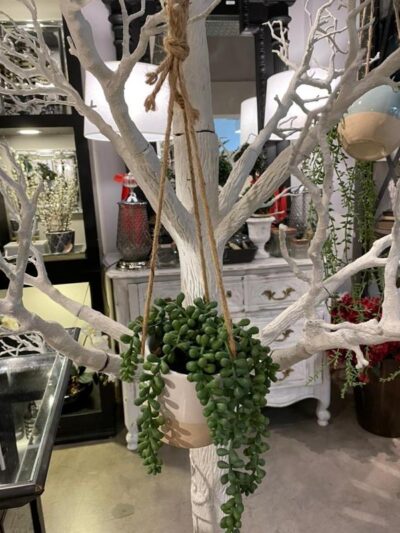 Suculenta Colgante Chico