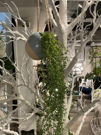 Suculenta Colgante Grande