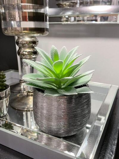 Suculenta en Maceta Plateada