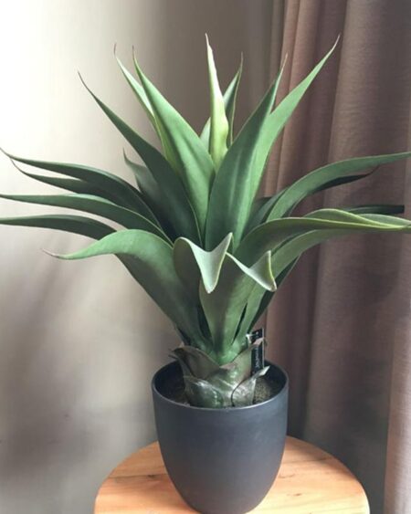 Maceta de Aloe