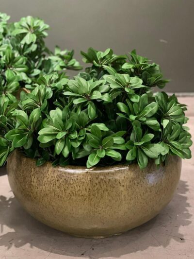 Maceta Boina Verde L