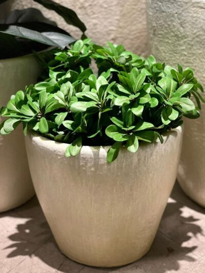 Macetero Bombe Crudo S