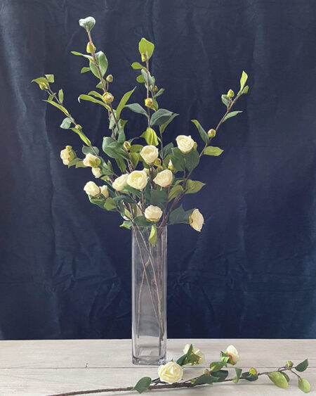 Camellia crema