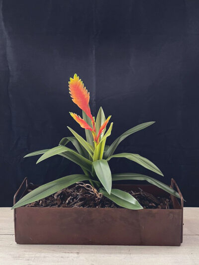 Planta de guzmania