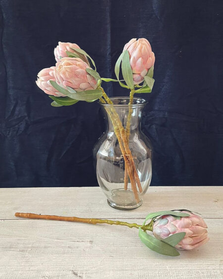 Brote de protea Rosa