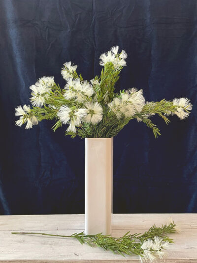 Vara de callistemon blanco