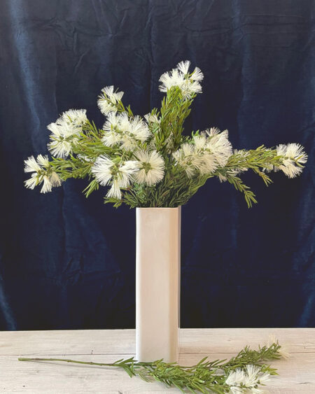 Vara de callistemon blanco