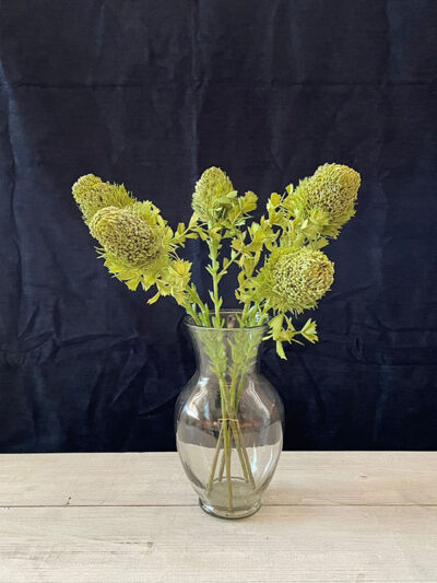 Protea banksia verde