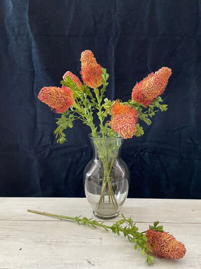 Protea banksia naranja