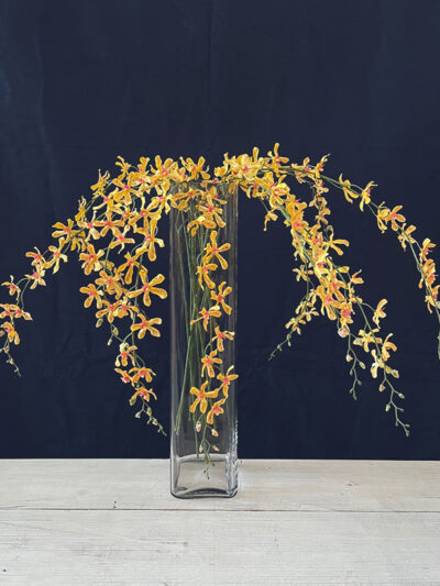 Vara de orquidea vanda