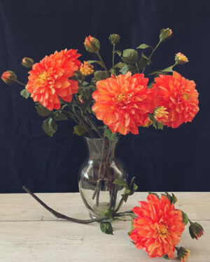 Vara de dalia naranja