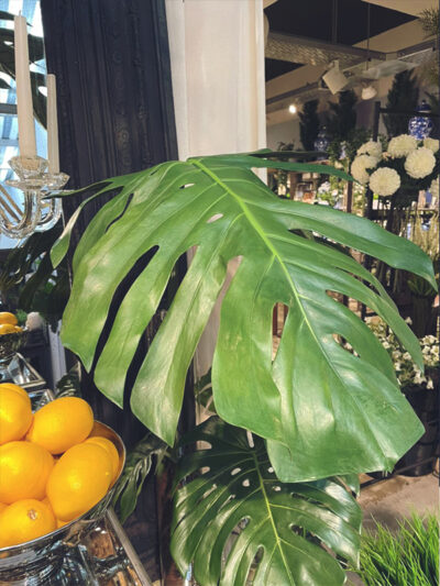 Hoja de Costilla de Adam