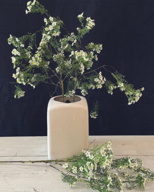 Brotes de flor