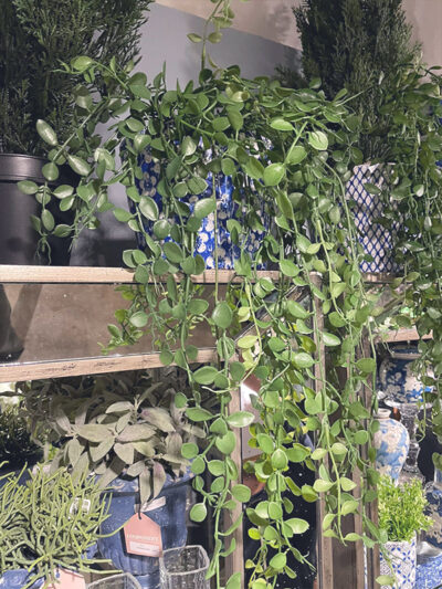 Colgante de hojas de boton