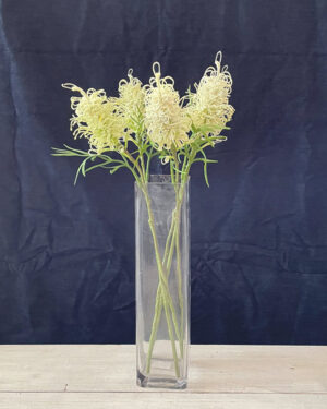 Grevillea banksii blanco