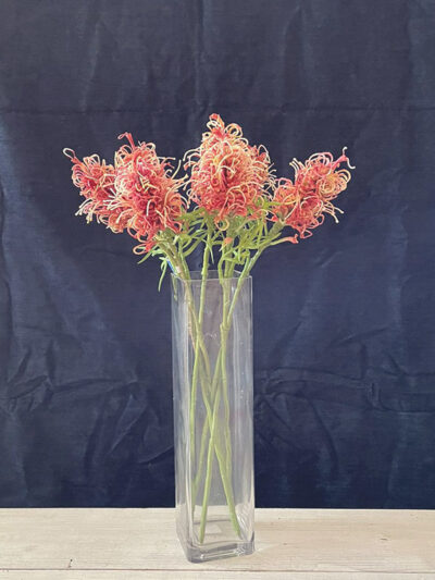 Grevillea banksii rojo