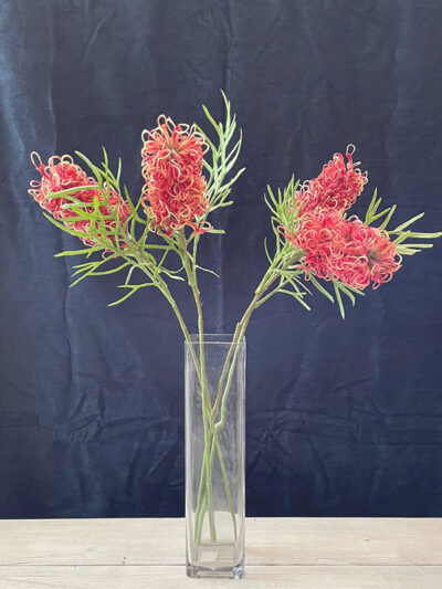 Grevillea Rojo