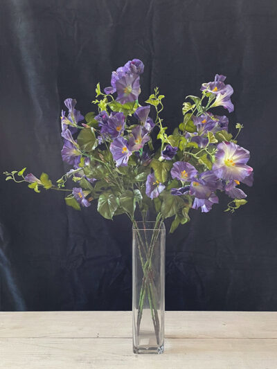 Gloria de la ma?ana violeta