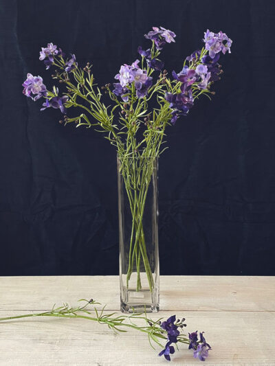 Espuela de caballero