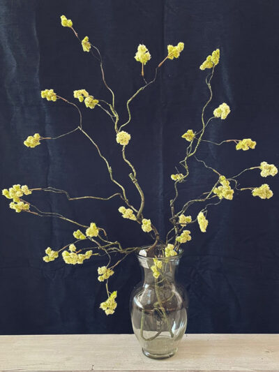 Plnata de Ceda Verde