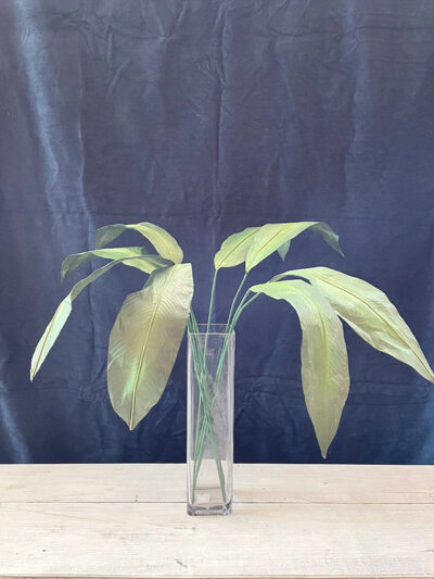 Hoja de ave del Paraiso