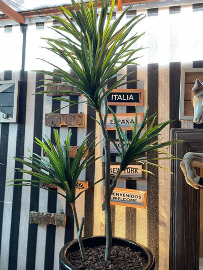 Arbol de Yuca en Maceta