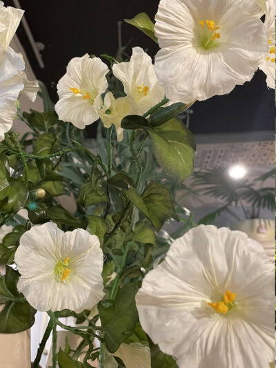 Gloria de la mañana crema