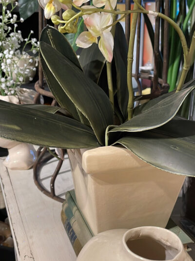 Follaje de orquideas