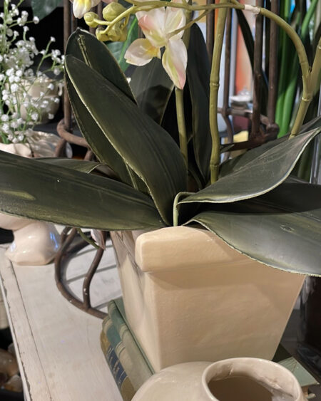 Follaje de orquideas