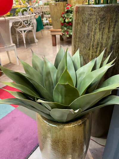 Agave