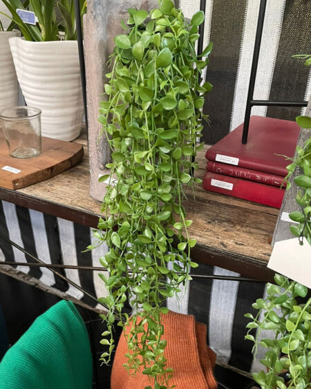 Hoya Colgante