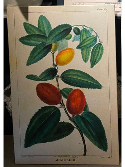 Cuadro frutal tomate