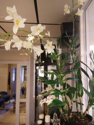 Orquidea Dendrobium Blanco 3 varas