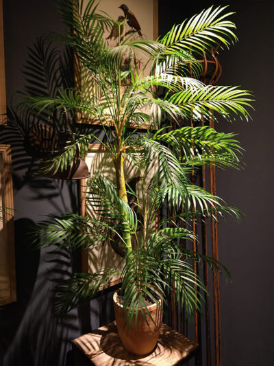 Palmera Areca en Maceta